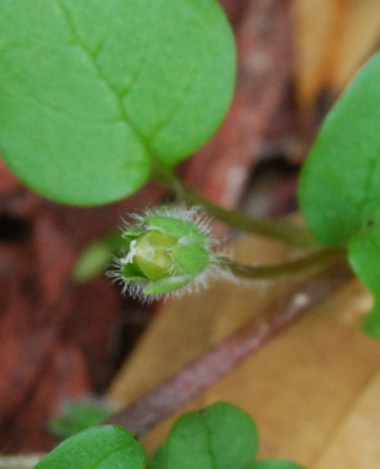 Fruit capsulepng